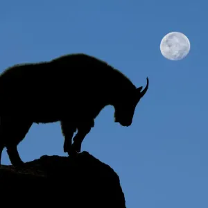 Mountain Goat Under Moonlit Night Print Mountain Goat Under Moonlit Night Print