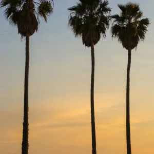 Silhouette of palm trees on beach Print