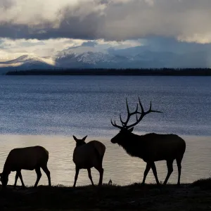 Silhouette of Rocky Mountain Elks (Cervus canadensis nelsoni) standing with rippled water in background in Yellowstone National Park, Wyoming, USA