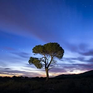 Silhouette of a solitary tree on the top of a mountain with crepuscular light