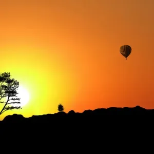 Silhouette of tree