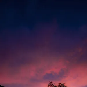 Silhouette of tree at sunset, Fish River Canyon, Ai-Ais Richtersveld Transfrontier Park, Karas Region, Namibia