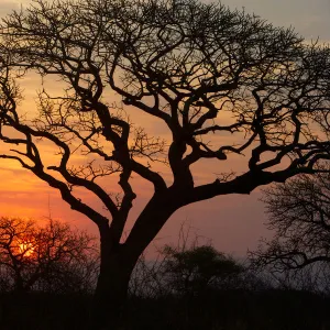 A silhouette of a tree at sunset. Isimangaliso, Kwazulu-Natal, South Africa