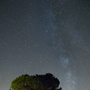 Silhouette of two trees and the milky way