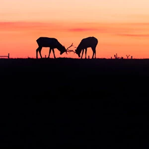 Silhouette of Tule Elk