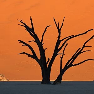 Silhouetted dead Acacia tree with red sand dunes at Dead Vlei, Namibia