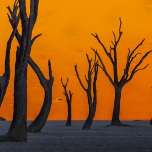 Silhouetted Dead Acacia Tree Print with Namib Sand Dunes