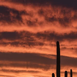 Silhouetted Saguaro cactus (Carnegiea gigantea) against sunset sky, Arizona, USA