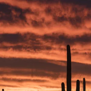 Silhouetted Saguaro cactus (Carnegiea gigantea) against sunset sky, Arizona, USA