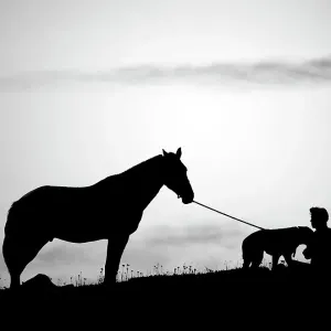 silhouettes silhouettes