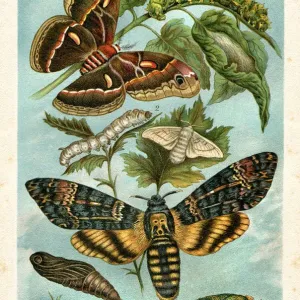 Silk Moth and Hawkmoth Print on Branch Silk Moth and Hawkmoth Print on Branch