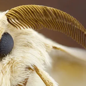 Silk Moth Print - Bombyx mori Head and Antenna Silk Moth Print - Bombyx mori Head and Antenna