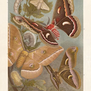 Silkmoth, chromolithograph, published in 1897