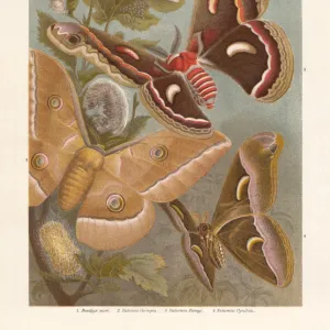 Silkmoth, chromolithograph, published in 1897