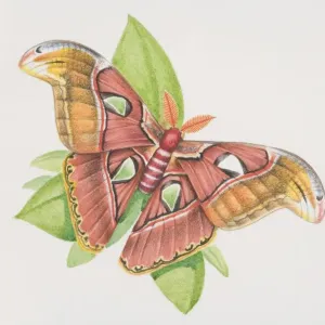 Silkworm Moth (Bombyx mori), perched on a plant leaf, view from above Silkworm Moth (Bombyx mori), perched on a plant leaf, view from above