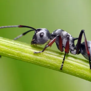 Silver Ant on Stem Print Silver Ant on Stem Print