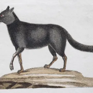 Silver fox, (Canis argentatus), hand-coloured copperplate engraving by Friedrich Justin Silver fox, (Canis argentatus), hand-coloured copperplate engraving by Friedrich Justin