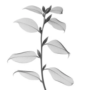 Silver tip tea leaves, X-ray