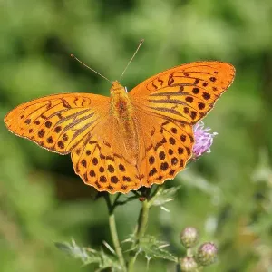 Silver-washed Fritillary (Argynnis paphia), Altenseelbach, Neunkirchen, North Rhine-Westphalia, Germany Silver-washed Fritillary (Argynnis paphia), Altenseelbach, Neunkirchen, North Rhine-Westphalia, Germany