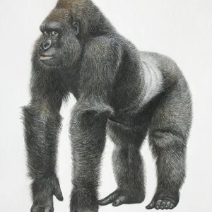 Silverback Mountain Gorilla, side view