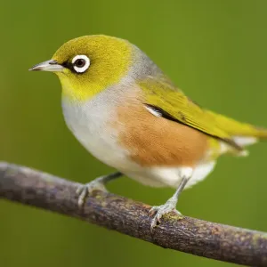 Silvereye on branch