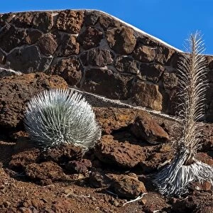Silversword -Argyroxiphium sandwicense- plants growing in the Haleakala crater, Maui, Hawaii, United States