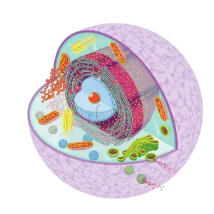 Simple cell Simple cell