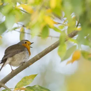 Singing European robin (Erithacus rubecula) on branch, autumn leaves, Hesse, Germany Singing European robin (Erithacus rubecula) on branch, autumn leaves, Hesse, Germany