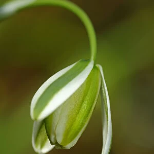 Single flower of Albuca maxima, Lily family -Liliaceae-, Namaqualand, South Africa, Africa