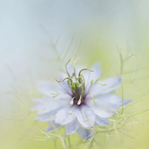 Single Nigella Flower Blossom