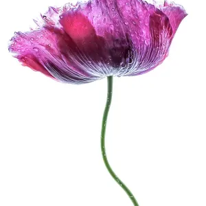 A single Poppy A single Poppy