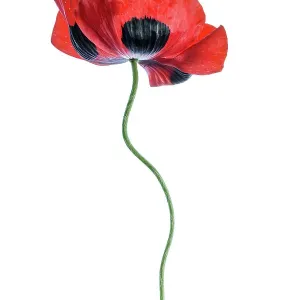 Poppy Poppy