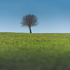 single tree on a grass field