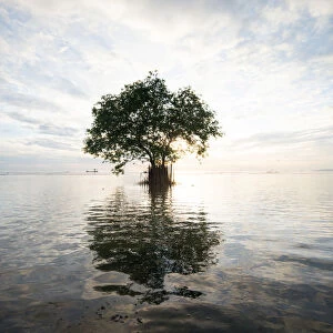 single tree on the water