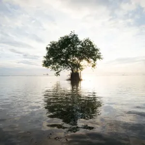 Single Tree Print on Water Single Tree Print on Water