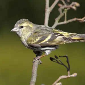 Siskin Female Print on Alder Branch Siskin Female Print on Alder Branch