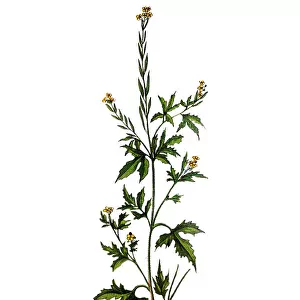 Sisymbrium officinale, known as hedge mustard