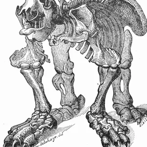 Skeleton of dinosaur Megatherium Skeleton of dinosaur Megatherium