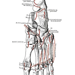 The skeleton of the foot