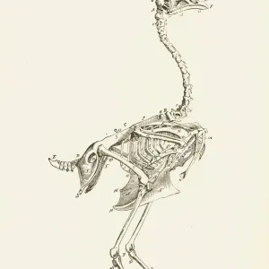 Skeleton of a fowl lithograph 1897