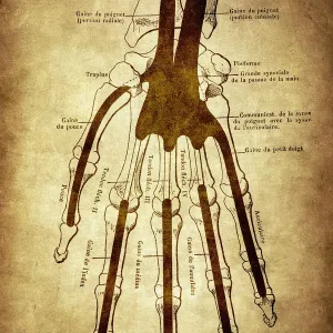 The skeleton of the hand with muscle insertions and tetives, ligaments The skeleton of the hand with muscle insertions and tetives, ligaments