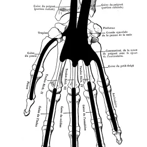 The skeleton of the hand with muscle insertions and tetives, ligaments The skeleton of the hand with muscle insertions and tetives, ligaments