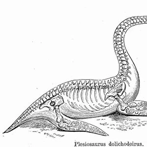 Skeleton of Plesiosaurus dolichdodeirus