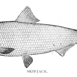 Skipjack engraving 1898 Skipjack engraving 1898