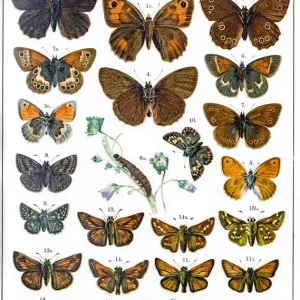 Skippers Butterflies of Europe Print Skippers Butterflies of Europe Print