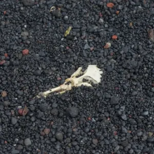Skull of a Chinstrap Penguin -Pygoscelis antarctica-, buried in lava sand, Baily Head, Deception Island, South Shetland Islands, Antarctic Peninsula, Antarctica Skull of a Chinstrap Penguin -Pygoscelis antarctica-, buried in lava sand, Baily Head, Deception Island, South Shetland Islands, Antarctic Peninsula, Antarctica