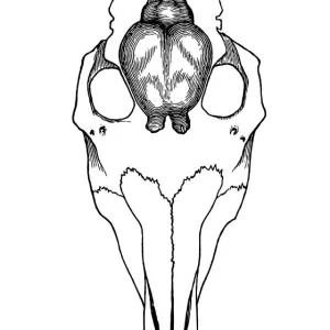 Skull of Coryphodon in outline with brains drawn in Skull of Coryphodon in outline with brains drawn in