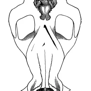 Skull of horse in outline with brains drawn in Skull of horse in outline with brains drawn in