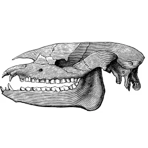 Skull of Palaeotherium ( old beast ) is an extinct genus of primitive perissodactyl ungulate Skull of Palaeotherium ( old beast ) is an extinct genus of primitive perissodactyl ungulate