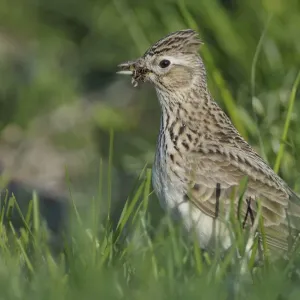 Skylark Print - Alauda arvensis Landscape Photography Artwork